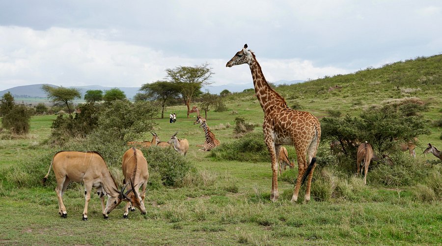 Serval Wildlife - photo 4